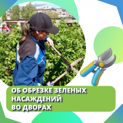 Об обрезке зеленых насаждений во дворах
