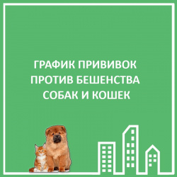 ГРАФИК ПРИВИВОК ОТ БЕШЕНСТВА СОБАК И КОШЕК 2021