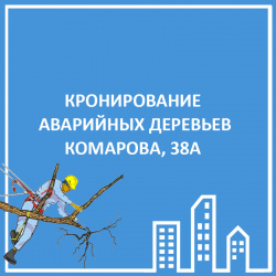 ВОПРОСЫ КРОНИРОВАНИЯ И СПИЛА ДЕРЕВЬЕВ