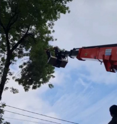 АВАРИЙНОЕ КРОНИРОВАНИЕ