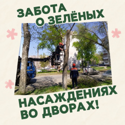 Забота о зелёных насаждениях во дворах!