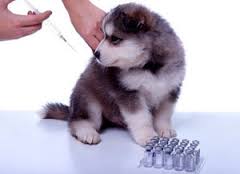Продолжается вакцинация домашних животных  от бешенства
