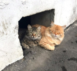 КОШКАМ ВХОД РАЗРЕШЕН