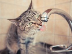 ПЛАНОВОЕ ОТКЛЮЧЕНИЕ ГВС В ЖИЛЫХ ДОМАХ С 08.30 ЧАСОВ 12.05.20 г. ДО 23.59 ЧАСОВ 18.05.20 Г.