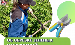 Об обрезке зеленых насаждений во дворах