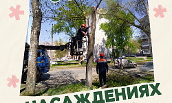 Забота о зелёных насаждениях во дворах!