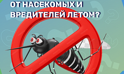 Как защитить квартиру от насекомых и вредителей летом?